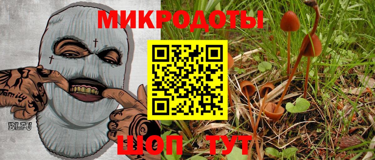 Псилоцибиновые грибы Psilocybe Бердск